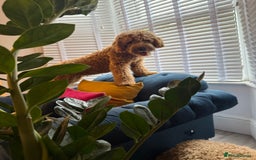Mixed Breed dogs for sale: Female miniature Golden Doodle  - Image 6