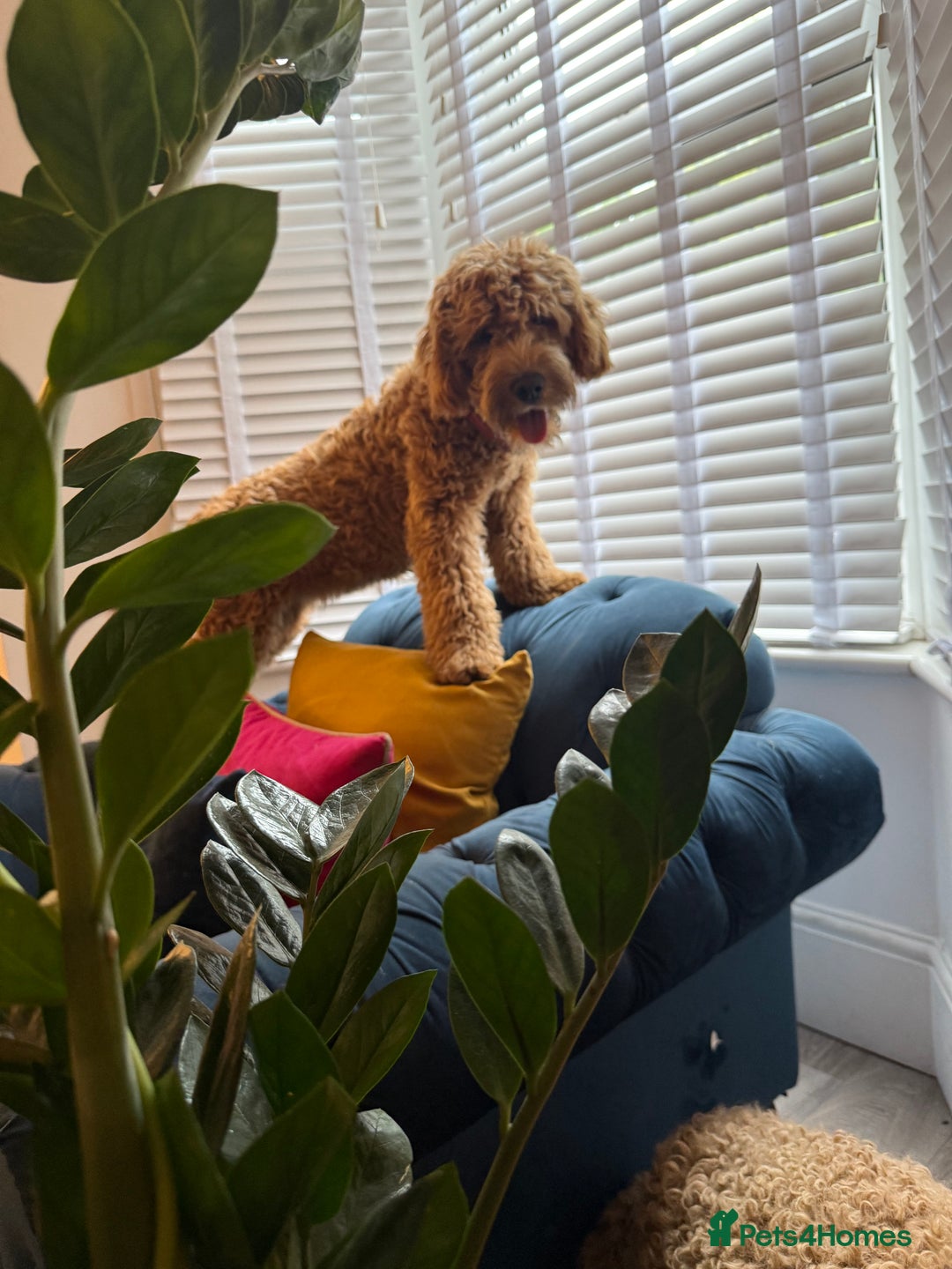 Mixed Breed dogs for sale: Female miniature Golden Doodle  - Image 6