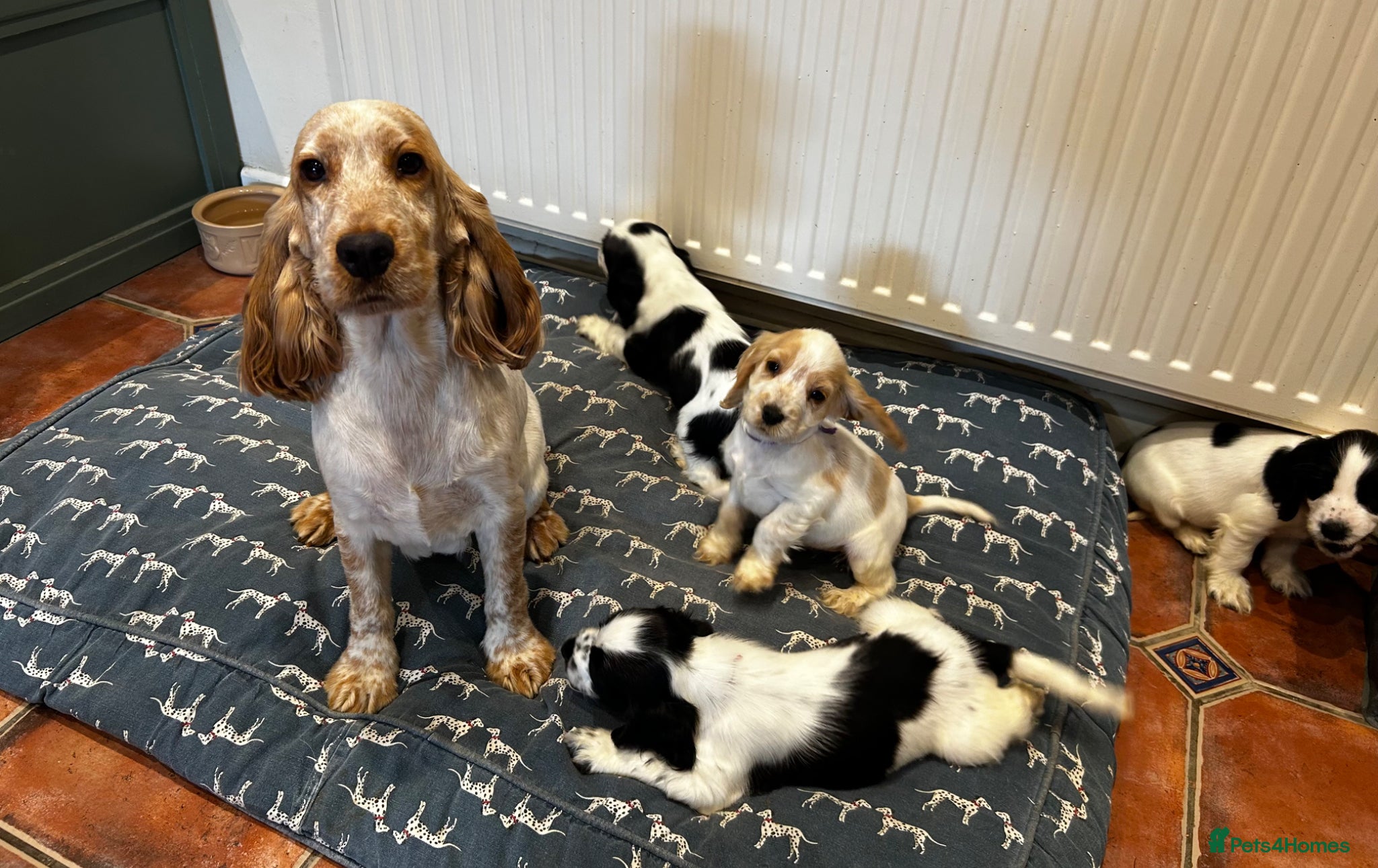 Cocker Spaniel dogs for sale: KC Registered, health tested, show type puppies - Advert 13