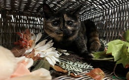 British Shorthair cats for sale: REDUCED Two tortoise shell kittens 5 month old  - Image 4