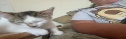 British Shorthair cats for sale: Kitten in Telford - Advert 2