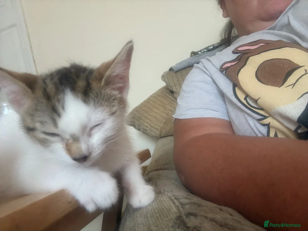 British Shorthair cats for sale: Kitten in Telford - Advert 2