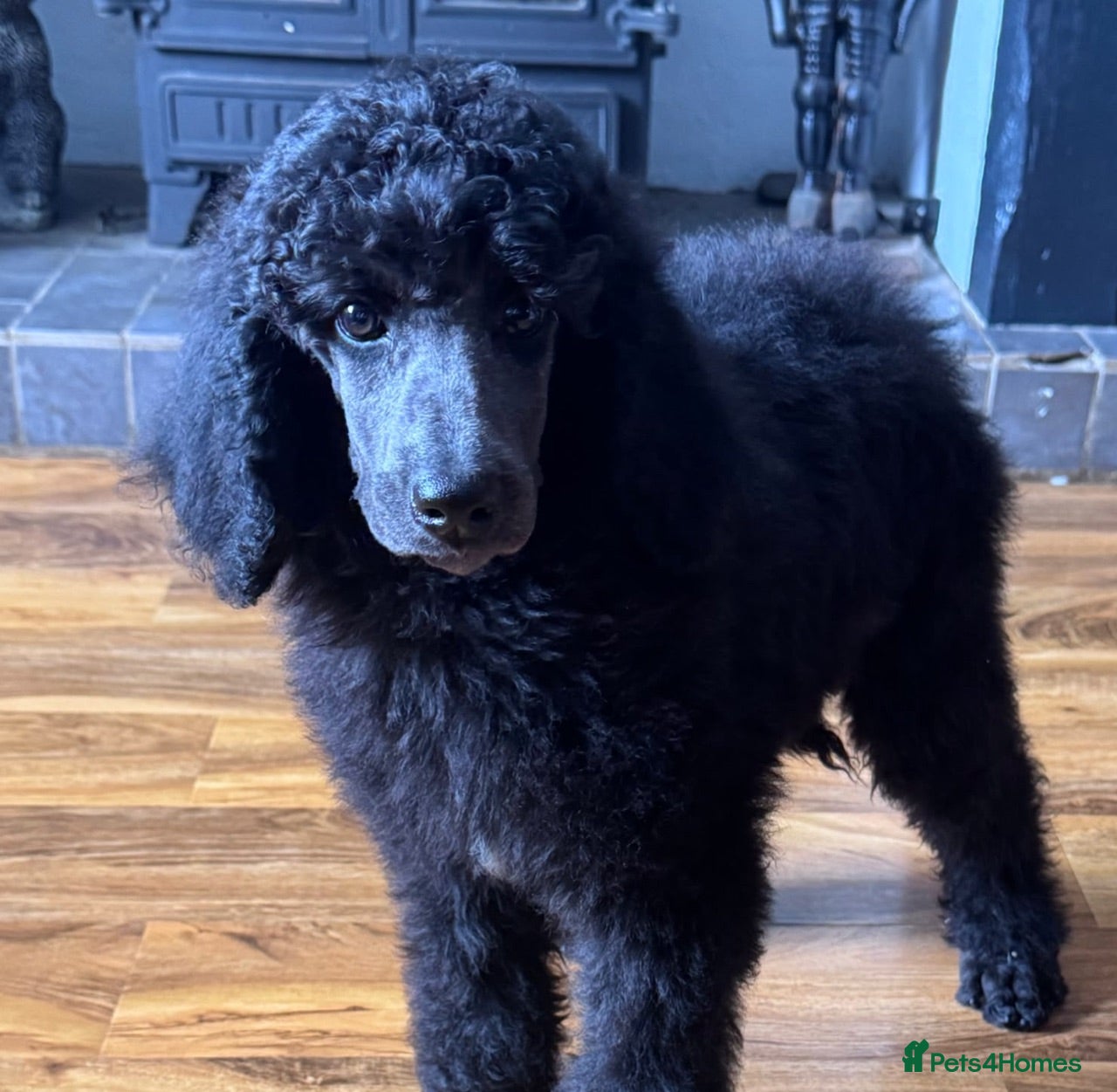 Standard Poodle dogs STANDARD POODLE PUPPIES FULLY TESTED PARENTS  - Advert 6