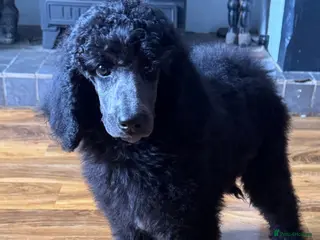 Standard Poodle dogs STANDARD POODLE PUPPIES FULLY TESTED PARENTS - Advert 6