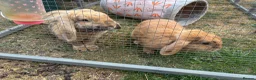 English Lop rabbits for sale: Two gorgeous female lop rabbits  in Sheffield - Advert 2