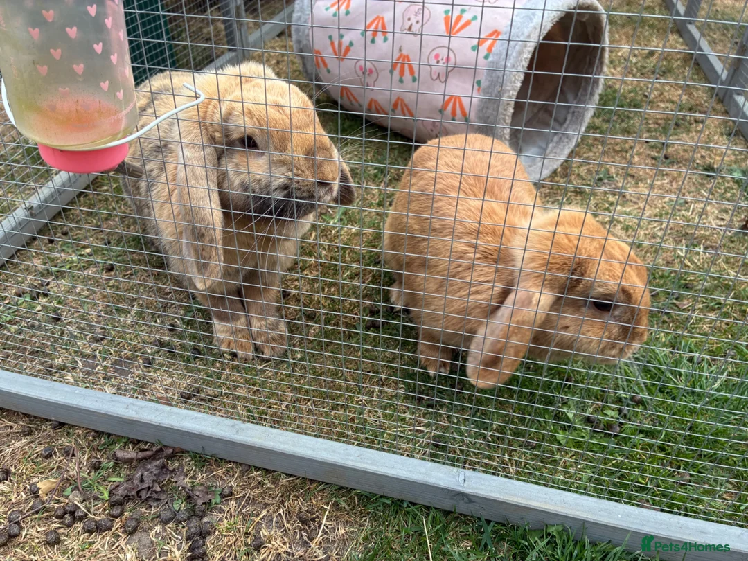 English Lop rabbits for sale: Two gorgeous female lop rabbits  in Sheffield - Advert 2