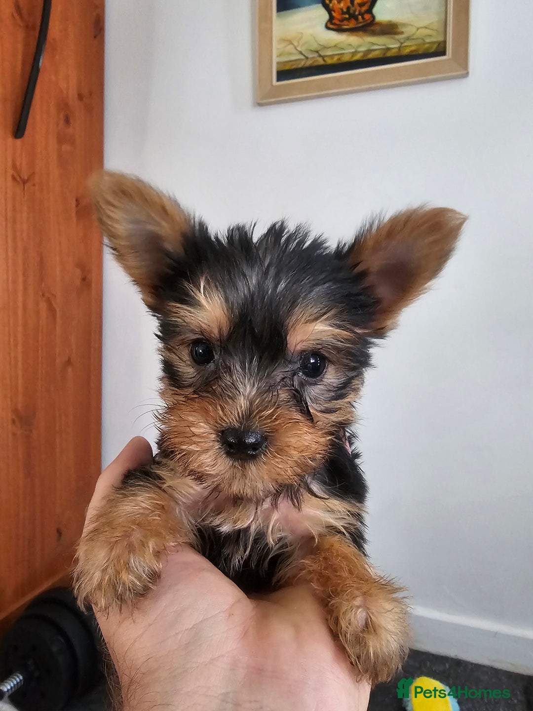 Yorkshire Terrier dogs for sale: Yorkie puppies - Image 5