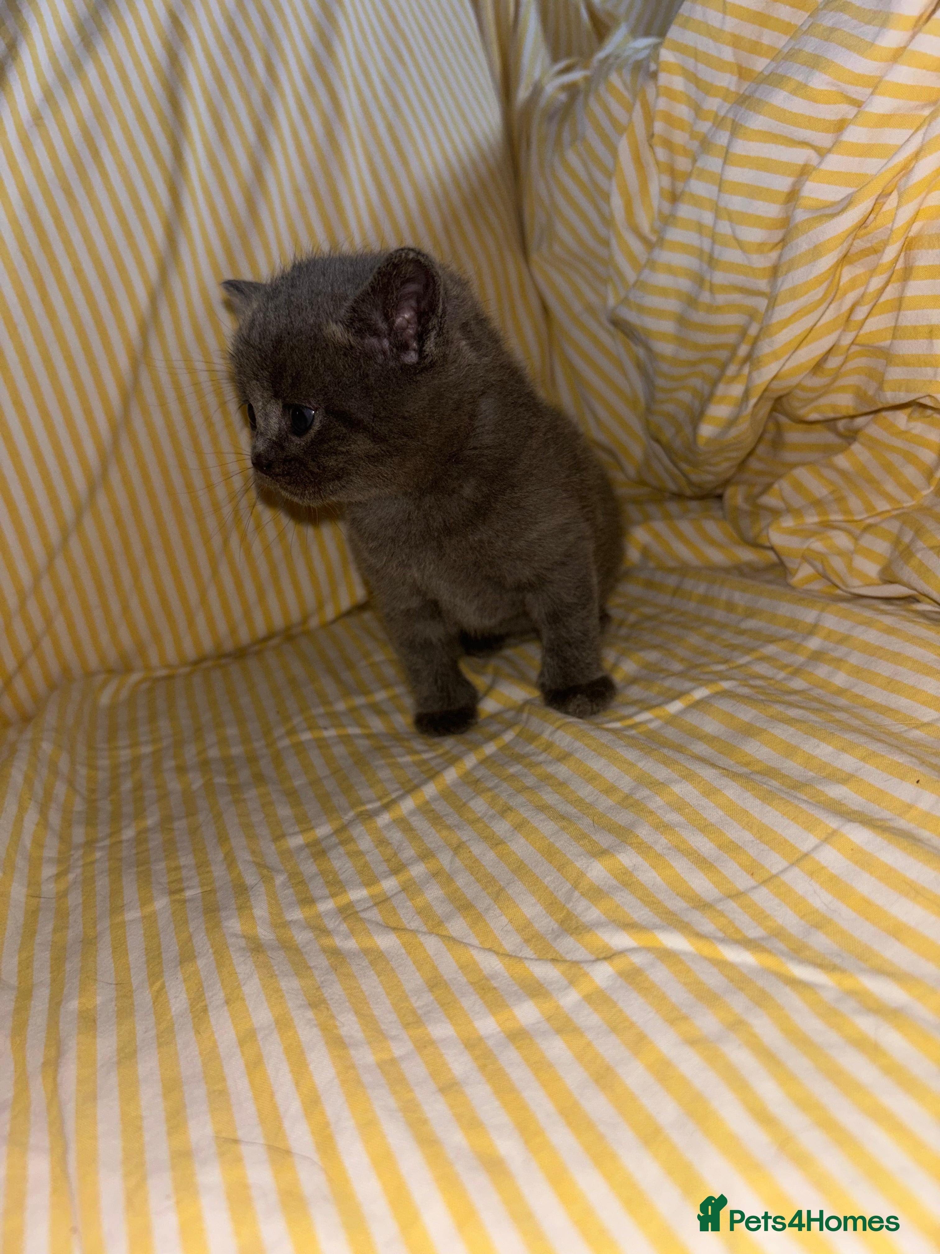 British Shorthair cats Stunning British Shorthair Kittens – Lilac & Blue in Huntingdon - Advert 4