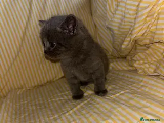 British Shorthair cats Stunning British Shorthair Kittens – Lilac & Blue in Huntingdon - Advert 4
