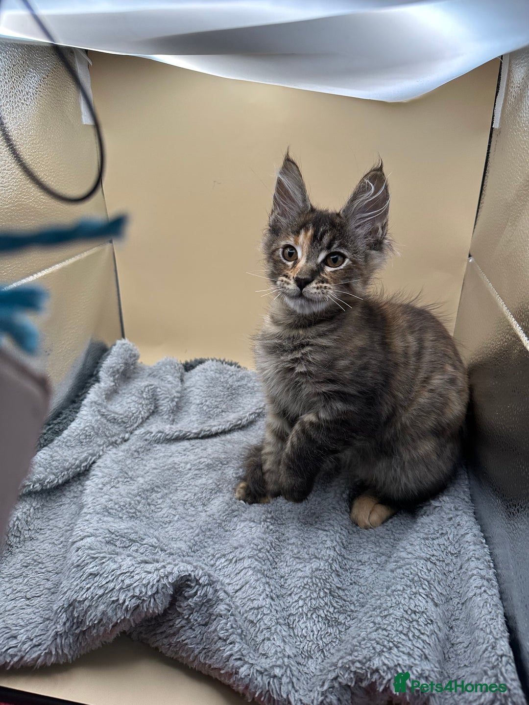 Maine Coon cats for sale: Xl mainecoon kittens full breed non reg  - Image 1