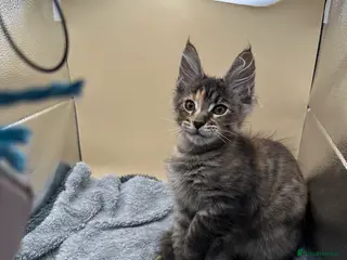 Maine Coon cats Xl mainecoon kittens full breed non reg - Advert 2