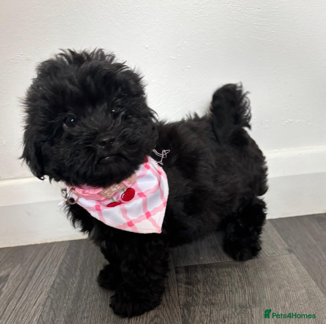 Shihpoo dogs for sale: Adorable shihpoo puppies - Image 12