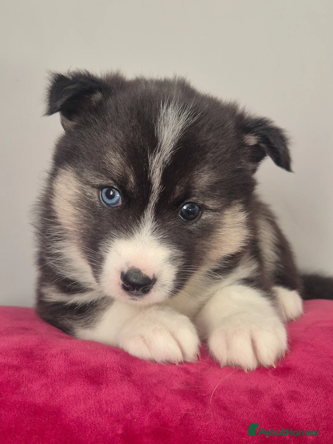 Pomsky dogs for sale: F3 Pomsky Puppies | 5⭐ Licensed | BVA Tested - Advert 11