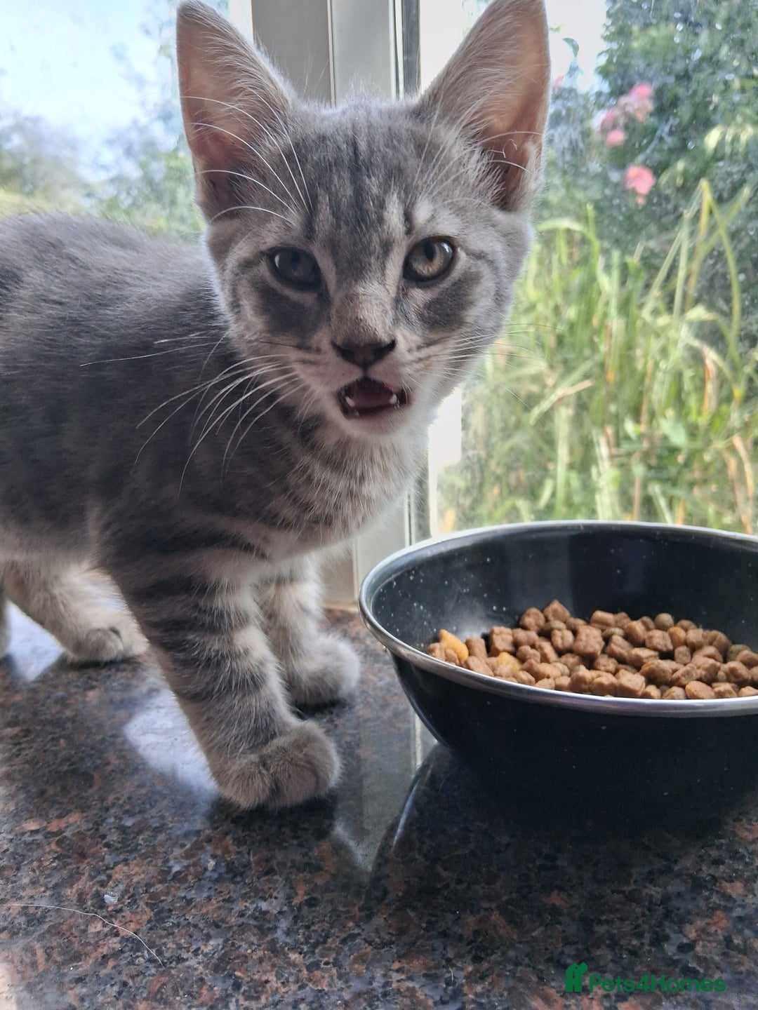 Mixed Breed cats for sale: UNIQUE SILVER/BLUE BENGAL X RUSSIAN BLUE KITTENS  - Image 3