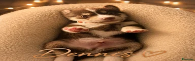 Dennis 