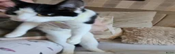 Mixed Breed cats for sale: Beautiful Healthy Kittens 🐱❤️   - Advert 5