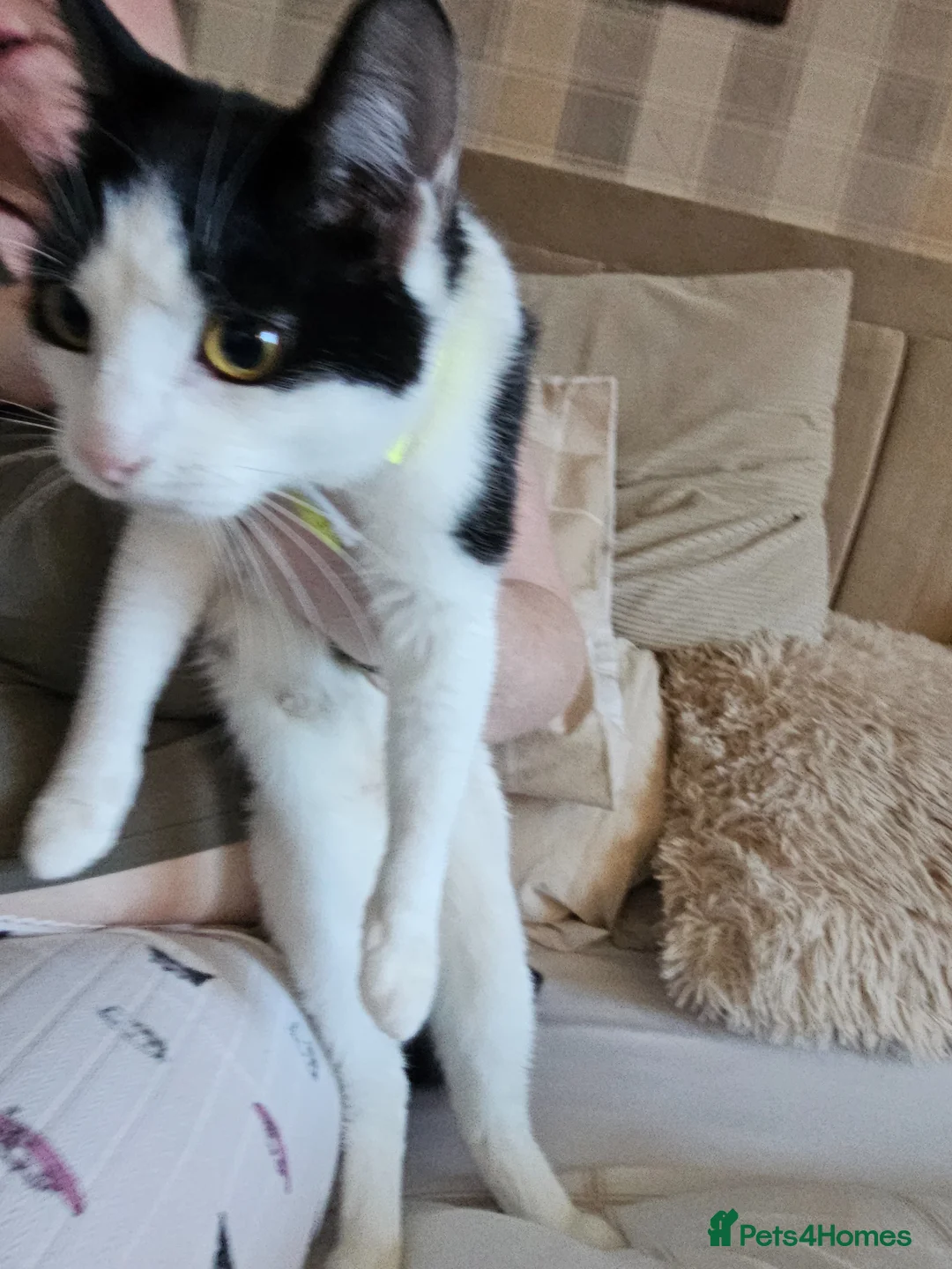 Mixed Breed cats for sale: Beautiful Healthy Kittens 🐱❤️   - Advert 5