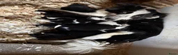Border Collie dogs for sale: Gorgeous Border collie pups. KC registered.  - Advert 21