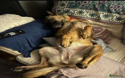 Mixed Breed dogs for adoption: Zina is looking for a loving forever home - Image 7