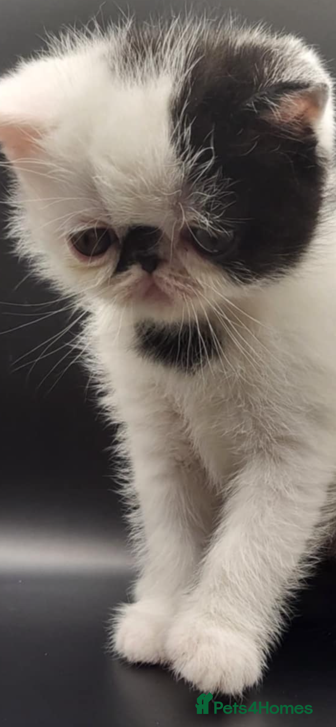 Exotic cats for sale: Exotic kittens  - Advert 2