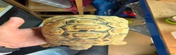 Tortoise reptiles for sale: Leopard male tortoise for sale - Advert 2