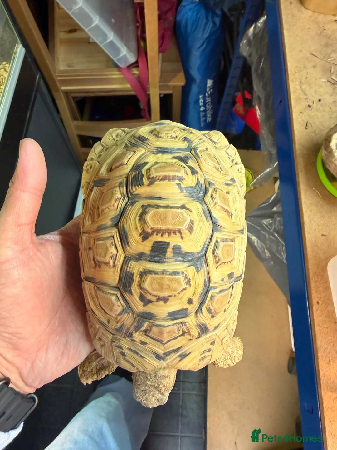 Tortoise reptiles for sale: Leopard male tortoise for sale - Advert 2