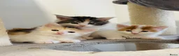 Maine Coon cats for sale: Maine coon kittens  - Advert 13
