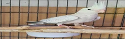 Cockatiels birds for sale: Beautiful Cockatiel Babies  - Advert 4