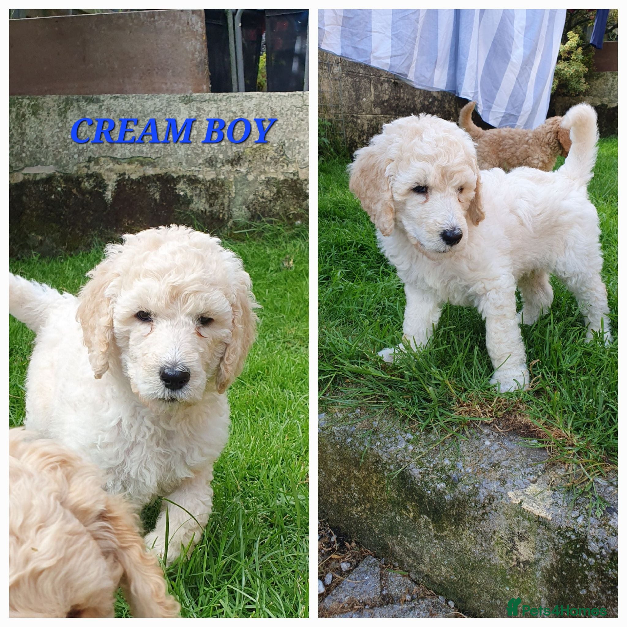 Standard Poodle dogs Standard poodle puppy's kc reg - Advert 13