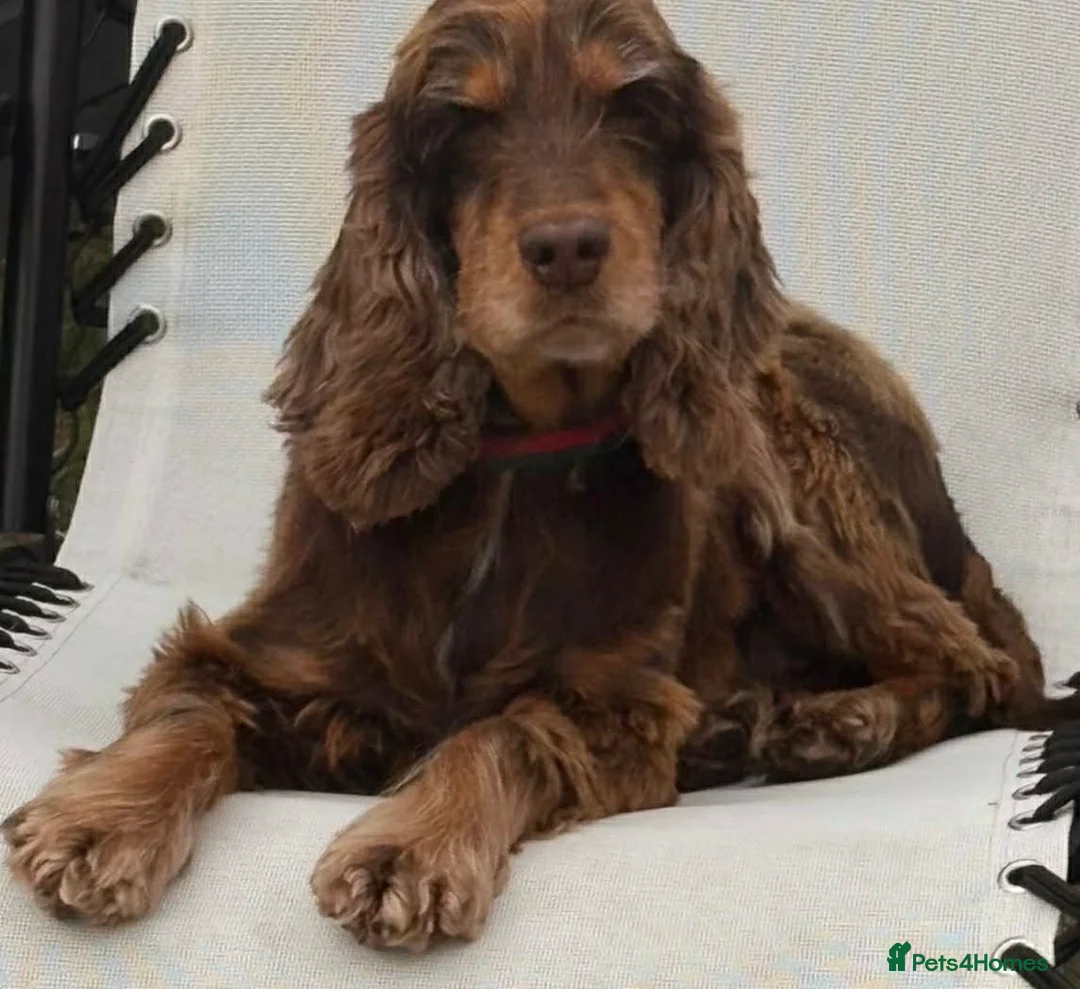 Cocker Spaniel dogs for sale: Beautiful show cocker spaniel  - Advert 1