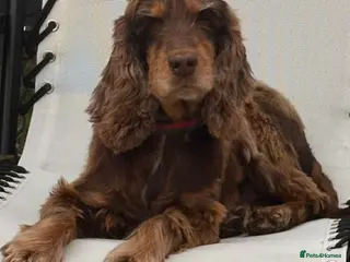 Cocker Spaniel dogs Beautiful show cocker spaniel - Advert 1