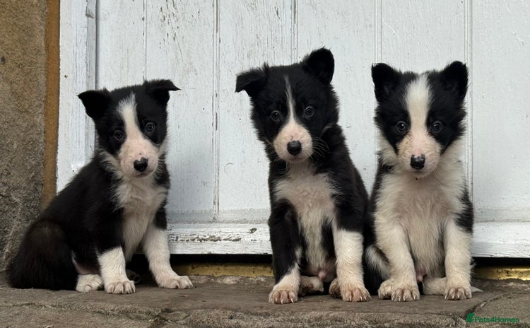 Border Collie dogs - Advert 1