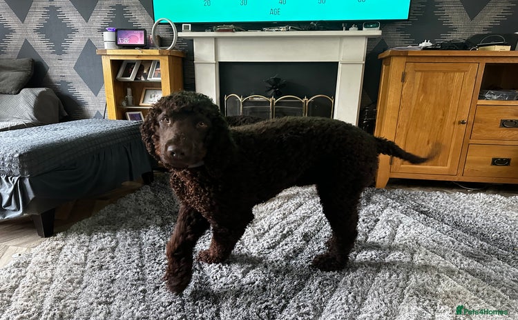 Irish Water Spaniel dogs Irish Water Spaniel Stud - Advert 2