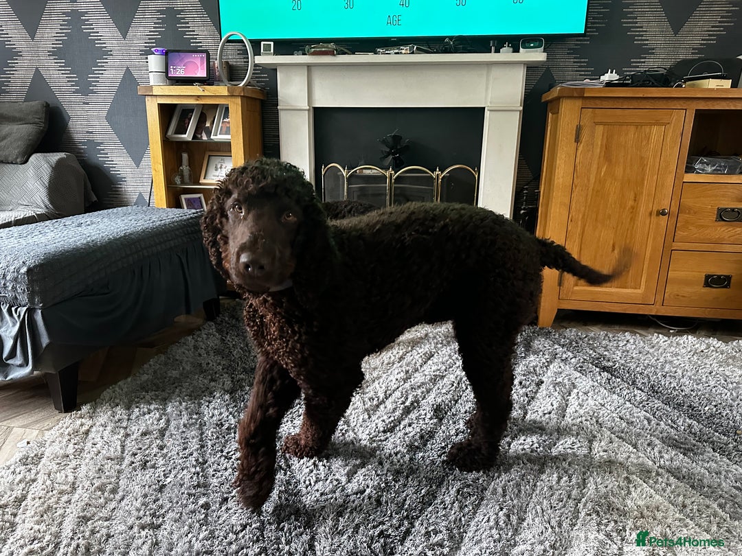 Irish Water Spaniel dogs for stud: Irish Water Spaniel Stud - Image 1