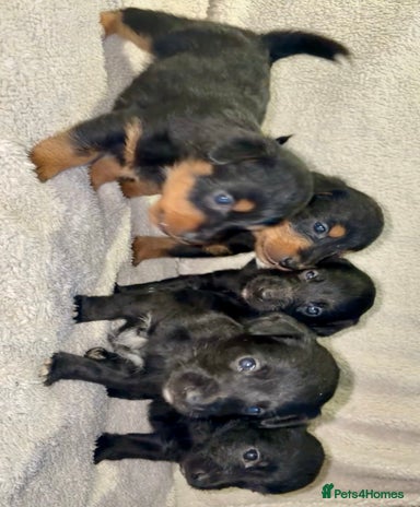 Jackapoo Dogs Breed - Information, Temperament, Size & Price | Pets4Homes