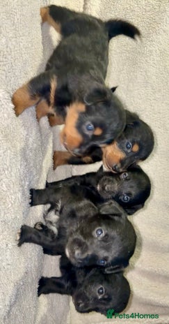 Jackapoo Dogs Breed - Information, Temperament, Size & Price | Pets4Homes