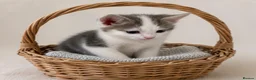 Mixed Breed cats for sale:     4 Beautiful Kittens Ready for Forever Homes ❤️ - Advert 10
