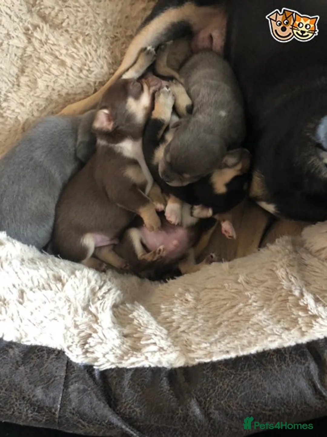 Chihuahua dogs for stud: Lilac and tan Russian import stud dog DNA tested in Rotherham - Advert 20