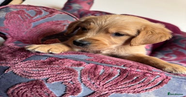 Golden Retriever dogs - Advert 3
