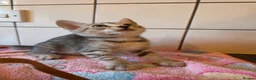 Bengal cats for sale: Bengal charcoal silver kittens from snow linx  - Advert 25
