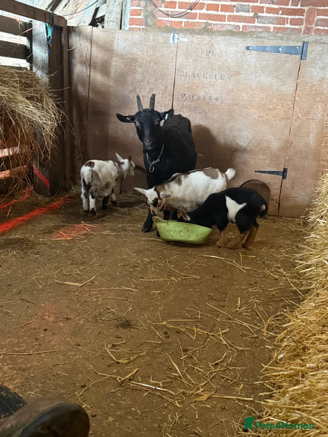 Goats livestock for sale: Anglo Nubian x Nigerian dwarf kids - Advert 2