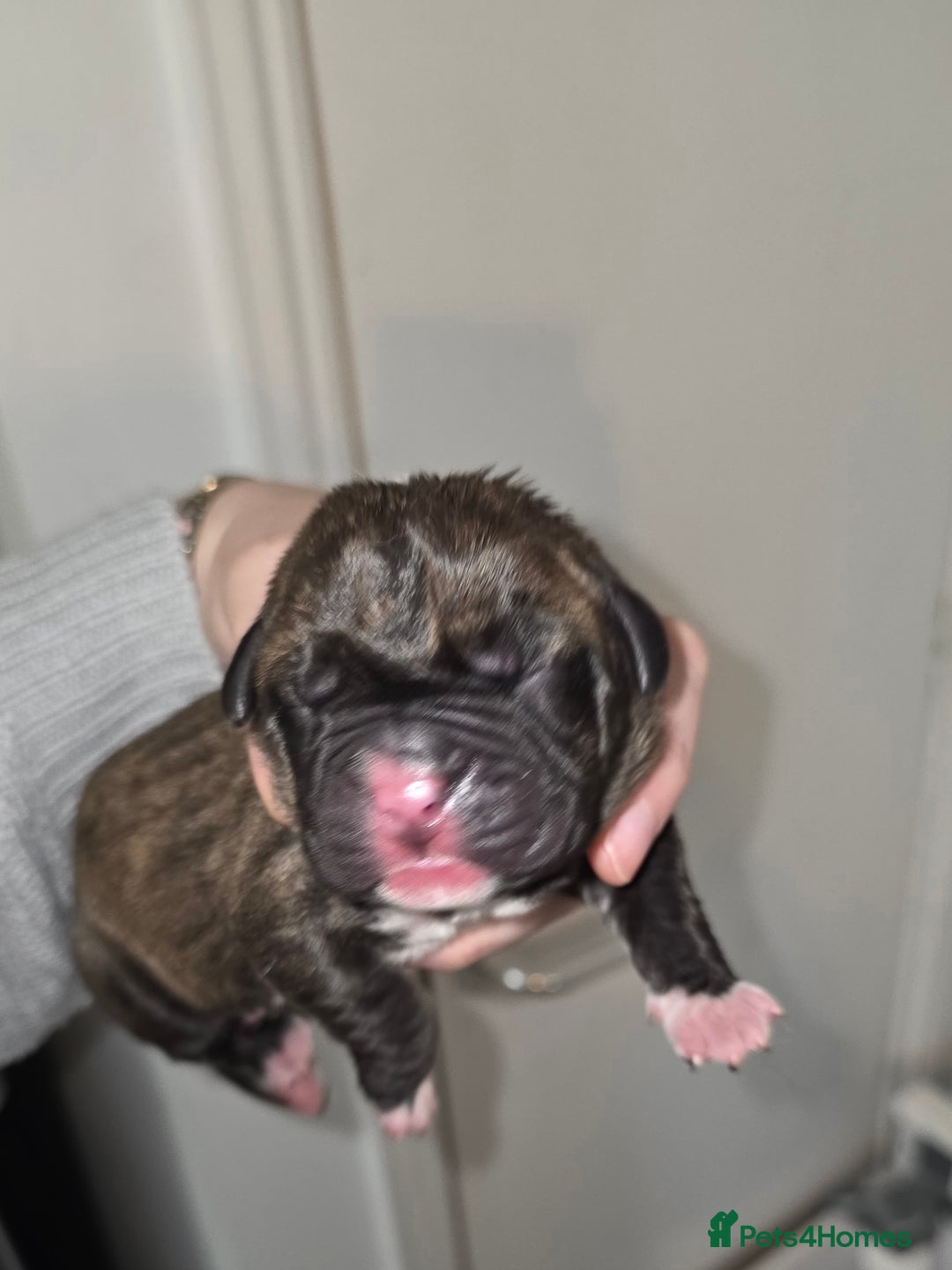 Boxer dogs for sale: Beautiful Boxer cross - Image 6