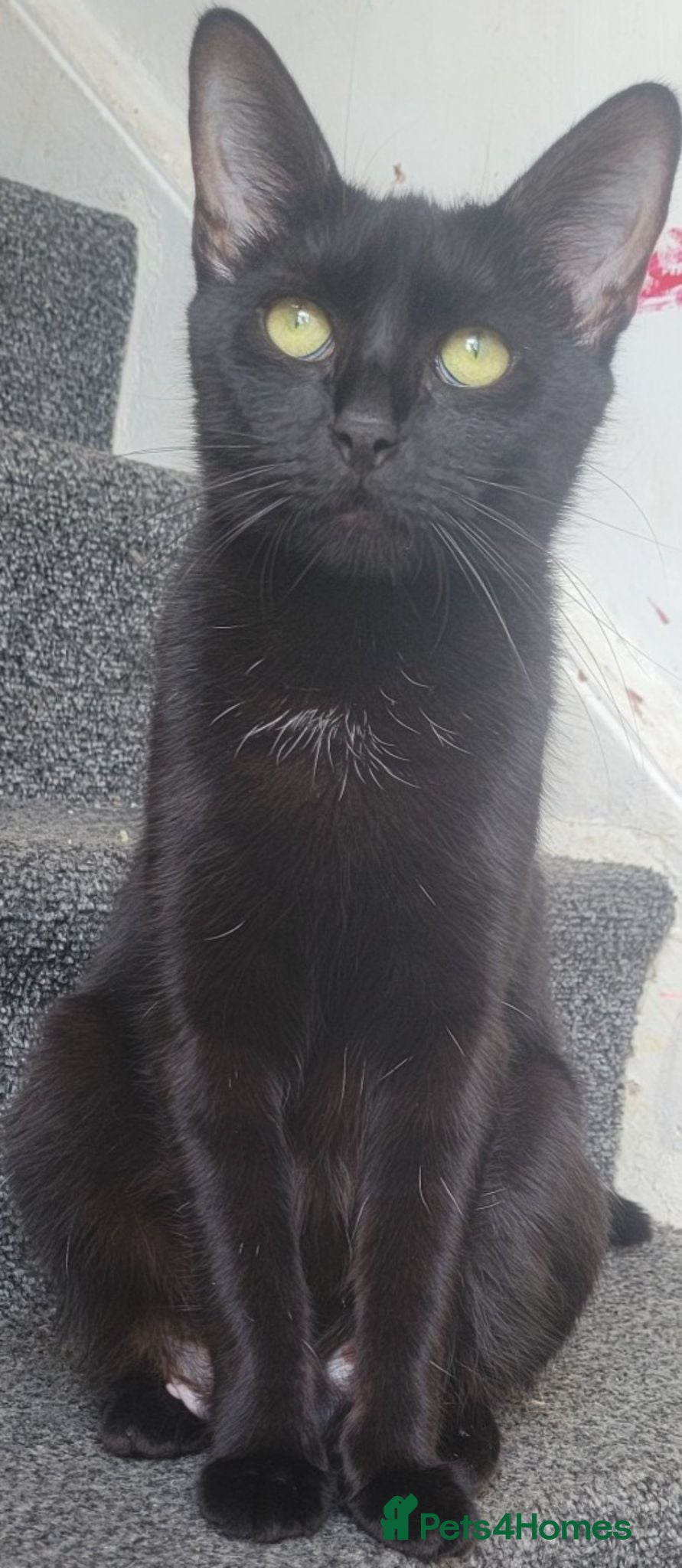 Mixed Breed cats 3 lovely kittens looking for forever home  - Advert 7