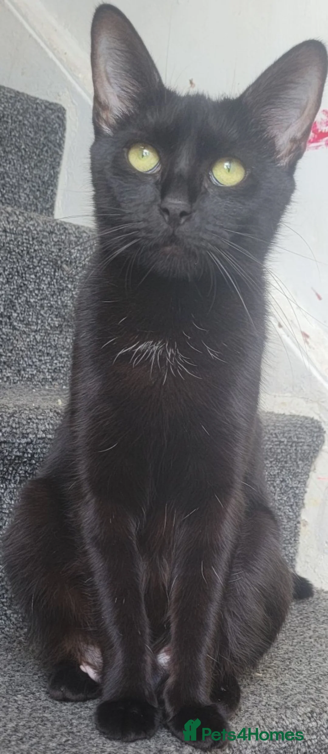 Mixed Breed cats for sale: 3 lovely kittens looking for forever home  in Wishaw - Advert 1