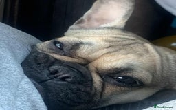 French Bulldog dogs for sale: Female French bulldog  - Image 3