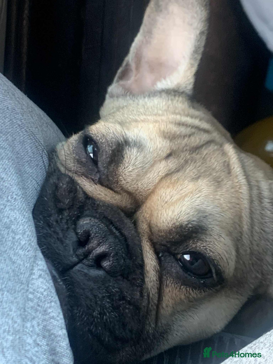 French Bulldog dogs for sale: Female French bulldog  - Image 3