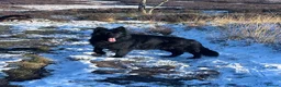 German Shepherd dogs for sale: BONDED MALE & FEMALE REHOMING  - Advert 6