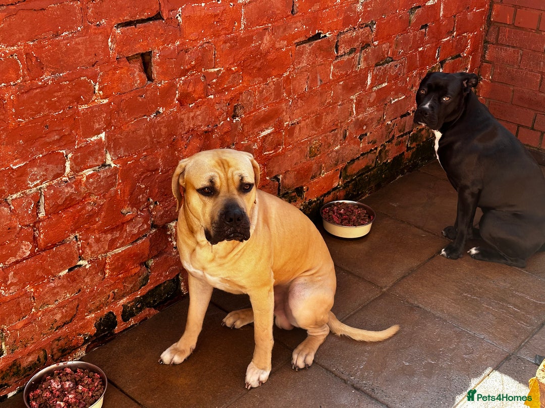 Cane Corso dogs for sale: Cane Corso Puppies for Sale - Image 17
