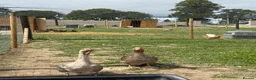 Geese poultry for sale: Toulouse & African Geese - Advert 4
