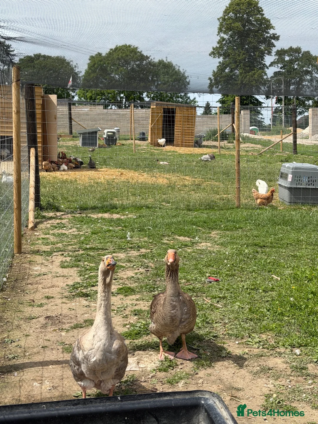 Geese poultry for sale: Toulouse & African Geese - Advert 4